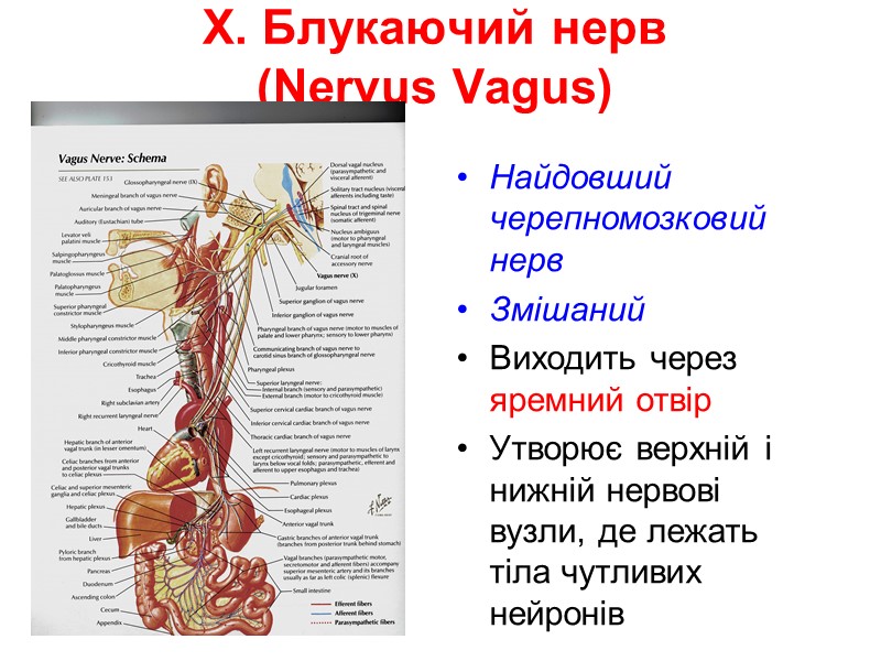 X. Блукаючий нерв (Nervus Vagus)  Найдовший черепномозковий нерв Змішаний Виходить через яремний отвір